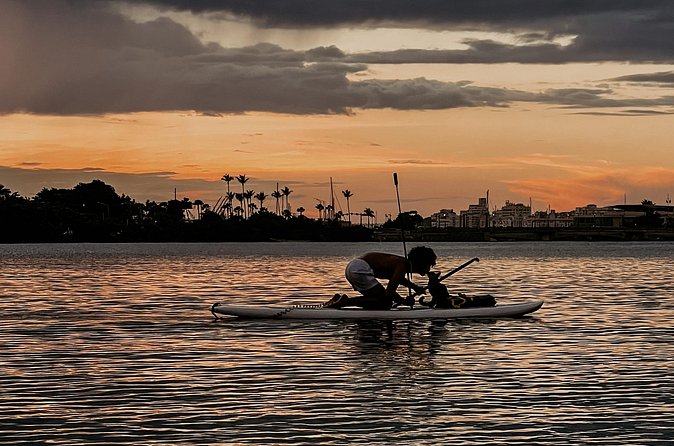 1-Hour Condado Lagoon Paddleboard Rental in San Juan - Wildlife Spotting in Condado Lagoon: Manatees, Turtles, Stingrays, Starfish