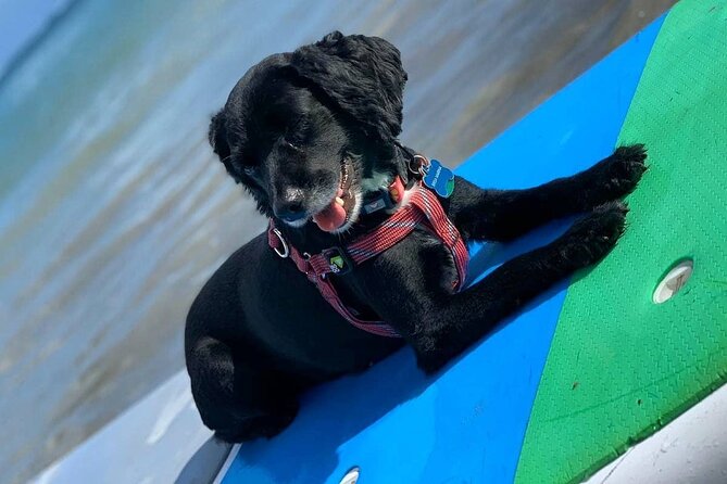 All-Day Paddleboard Rental – Fajardo, Puerto Rico - How Long You Should Plan for on the Water