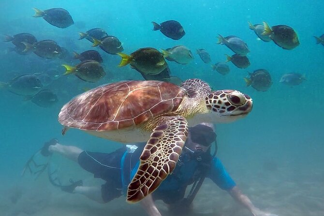 Beginner Scuba Diving with Turtles and Videos, San Juan - Key highlights worth knowing