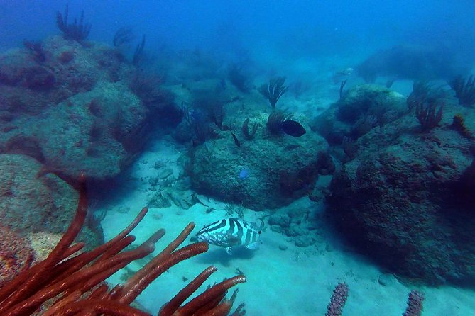 Beginner Scuba Diving with Turtles and Videos, San Juan - Your 90-minute beginner plan, step by step