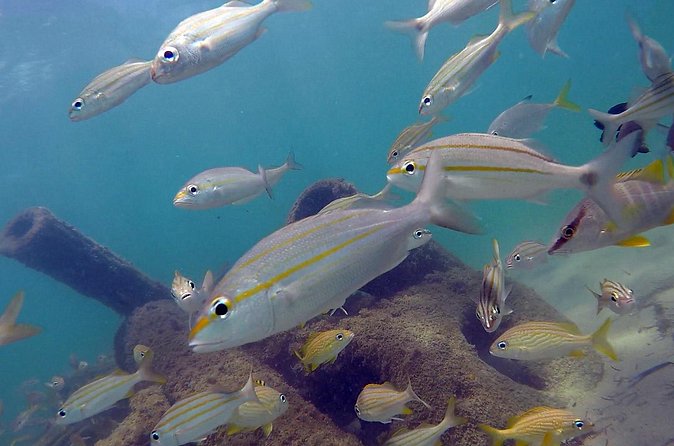 Beginner Scuba Diving with Turtles and Videos, San Juan - Turtles, fish, and the underwater park feel