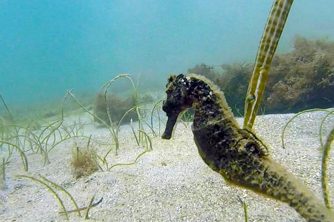 Beginner Scuba Diving with Turtles and Videos, San Juan - Pricing: is $109 good value for what you get?
