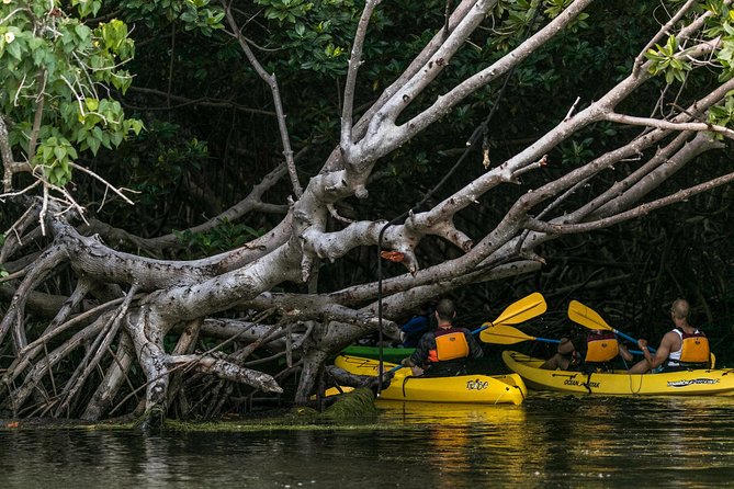 Bio Bay Night Kayaking | Laguna Grande, Fajardo - Where You Start: Peniel Access Eco Tours in Las Croabas