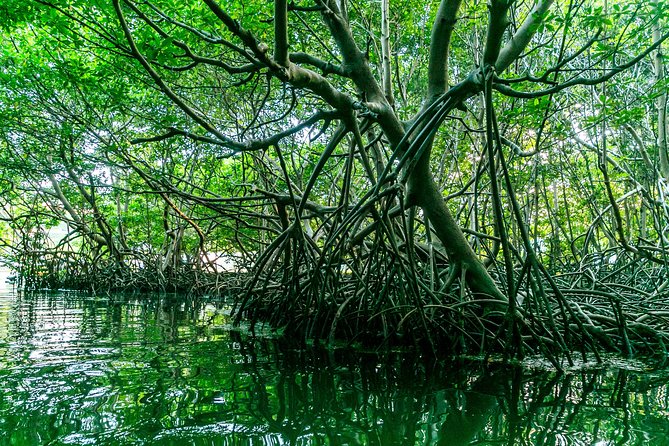 Bio Bay Night Kayaking | Laguna Grande, Fajardo - What to Bring (and What Not to Worry About)