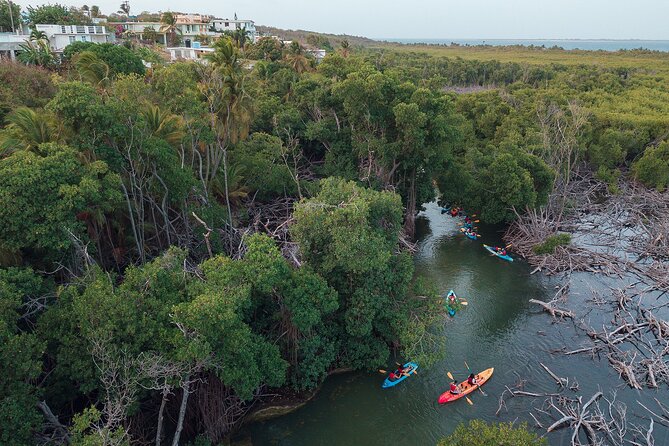 Bioluminescent Bay Night Kayaking Adventure in Puerto Rico - Price and Value: Is $80 Worth the Bioluminescence Gamble?