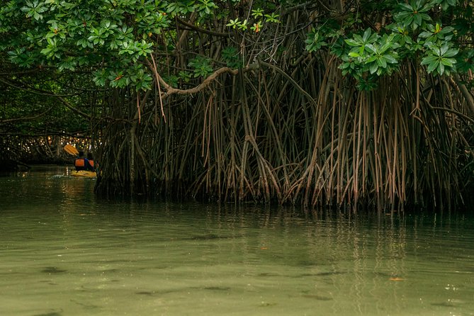 Bioluminescent Bay Night Kayaking, Fajardo - Price and Value: Is $79 Worth It for Bioluminescent Bay Kayaking?