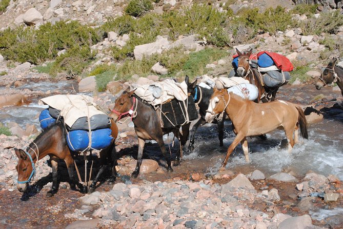Cabalgata Cruce de Los Andes Cruce Sanmartiniano - Riding the San Martín story through San Juan’s high country