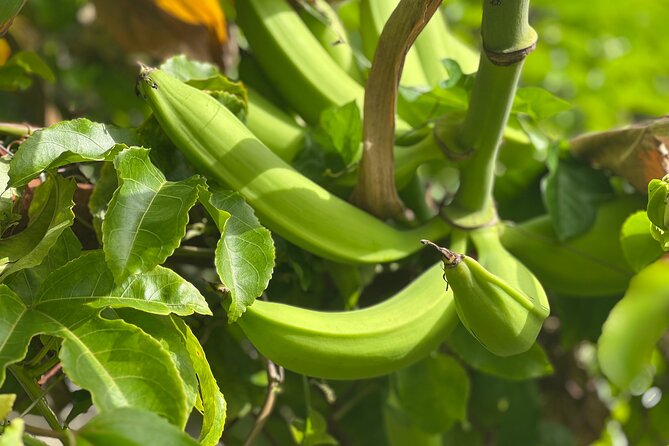 Caribbean Food Experience - The 2-Hour Flow: From Mixing Sofrito to Sipping Piña Colada