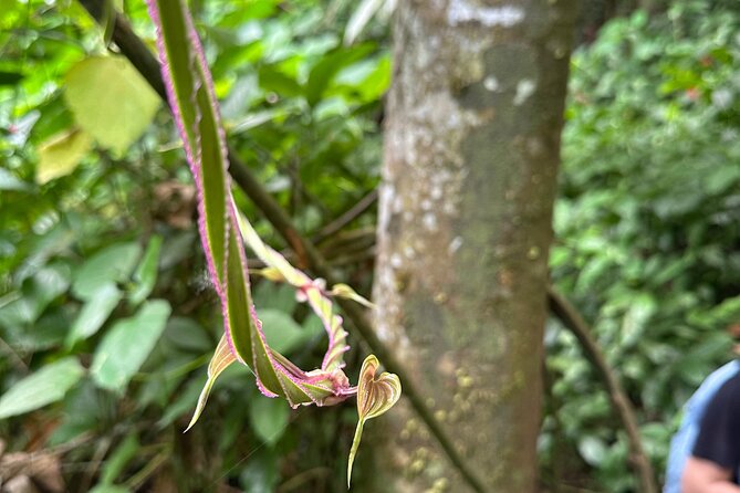 Chase Waterfalls - Discover a hidden 180ft rainforest gem - Stop 1: Bayamon and the Moment the Day Feels Off the Grid