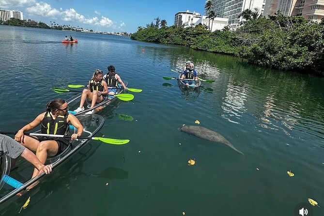 Clear Kayak Tour in Condado Lagoon - Glass-Bottom Kayaks From Condado Ocean Club for 360 Views
