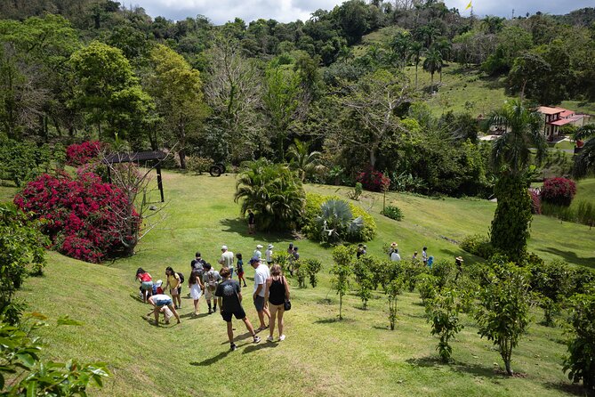 Coffee Plantation and River with Waterfalls in Puerto Rico - Hacienda Muñoz: your coffee start in plantation-country