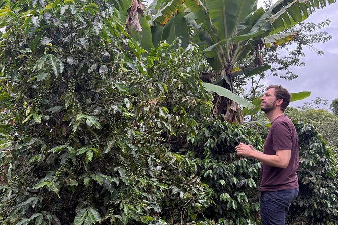 Coffee & Waterfalls Tour: from the mountains to the cup - Air-conditioned vehicle plus frequent stops: what the day feels like