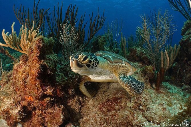 Culebra Snorkel and Beach Day with Lunch and Drinks - Price and value: what you pay, what you’ll add, and what you get