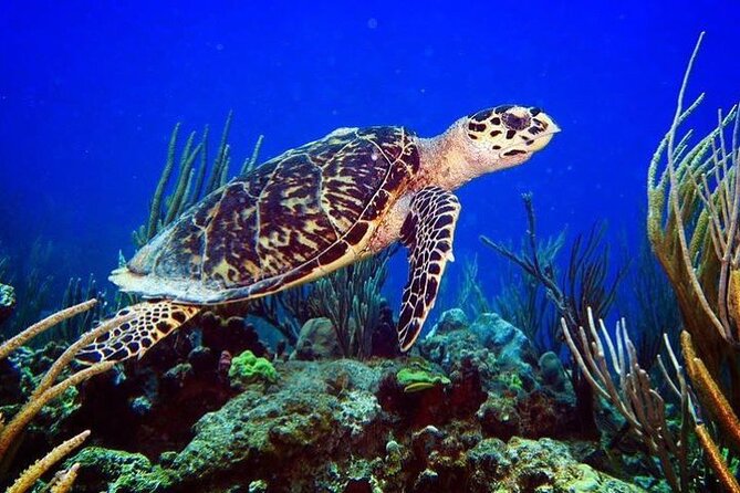 Culebra Snorkel and Beach Day with Lunch and Drinks - The most praised parts of this trip (the stuff that matters)