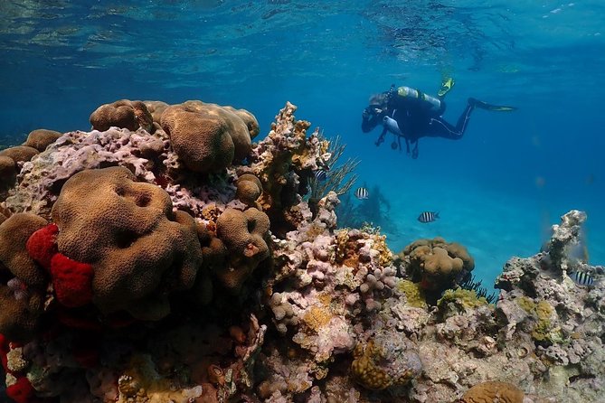 Culebra Snorkeling and beach Day Experience by boat - Snorkel Stop One: Reef Time, Clear Water, and Wildlife Chances