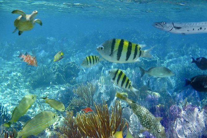 Culebra Snorkeling Tour by Catamaran from Fajardo - Lunch and Drinks: Buffet Calories With Island-Mode Flavor