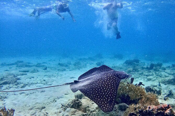 Culebra Swim with Turtles Adventure and Flamenco Beach by Ferry - Who this tour fits best (and who should skip it)