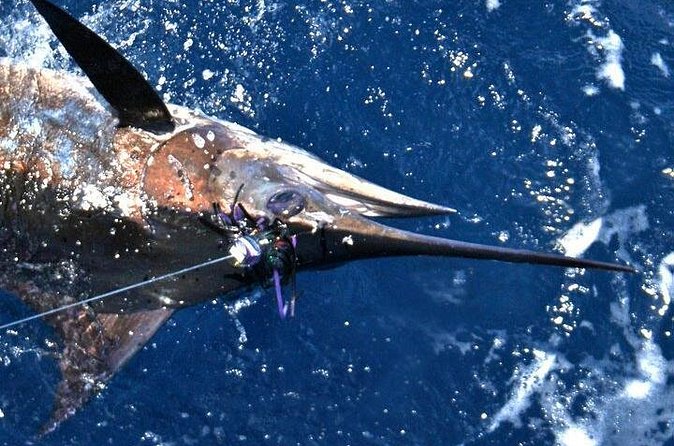 Deep Sea Fishing Private Boat Charter in San Juan - Who should book this San Juan deep sea fishing charter