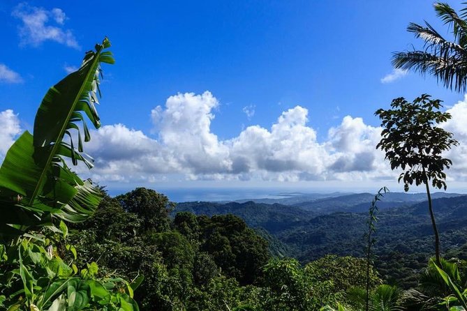 Discover El Yunque National Park: Half-Day Rainforest Tour - Key takeaways before you go