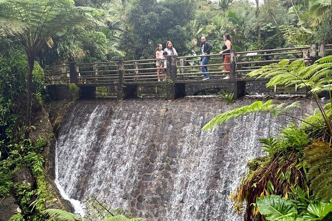 Discover El Yunque National Park: Half-Day Rainforest Tour - The guided nature walk: small steps, big storytelling