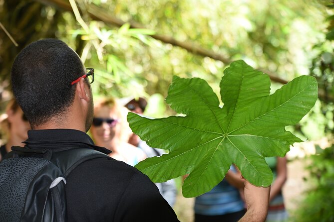 Discover El Yunque National Park: Half-Day Rainforest Tour - Catarata La Coca: the waterfall stop built for photos