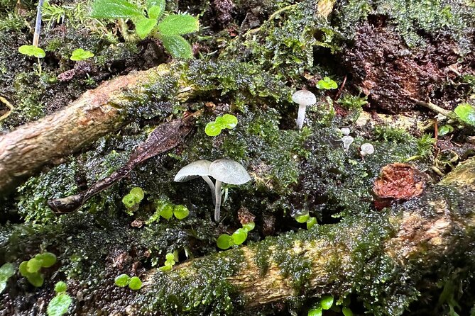 Discover El Yunque National Park: Half-Day Rainforest Tour - What you’re really paying for at $115 per person