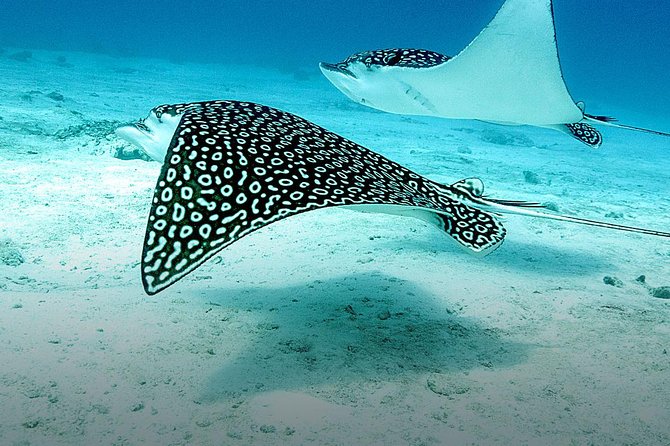 Discover Fajardo: 2-Tank Scuba Diving - Crew and Safety: The Thing You Should Care About Most