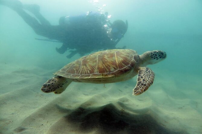 Discover Scuba Diving in San Juan - Key things I’d circle before you book