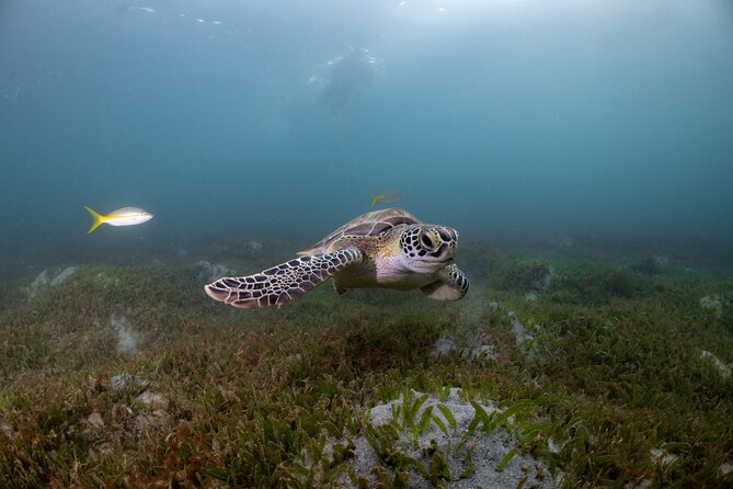 Discover Scuba Diving in San Juan - Before you go underwater: gear, safety briefing, and skill checks