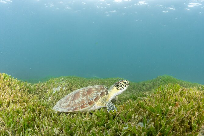Discover Scuba Diving in San Juan - 45 minutes underwater: fish, turtles, and the named structures