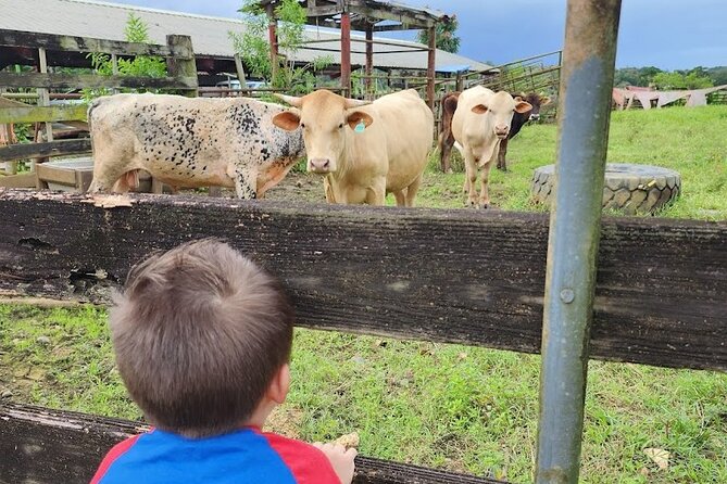 Eco Friendly Farming Tour to Explore Dorado's Most Beautiful Farm - The farm shop payoff: eggs, dairy, meats, pizza, and gelato