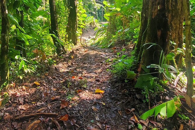 El Yunque National Rainforest and Luquillo Beach Tour - Playa Luquillo and its kiosks: beach time plus local food options
