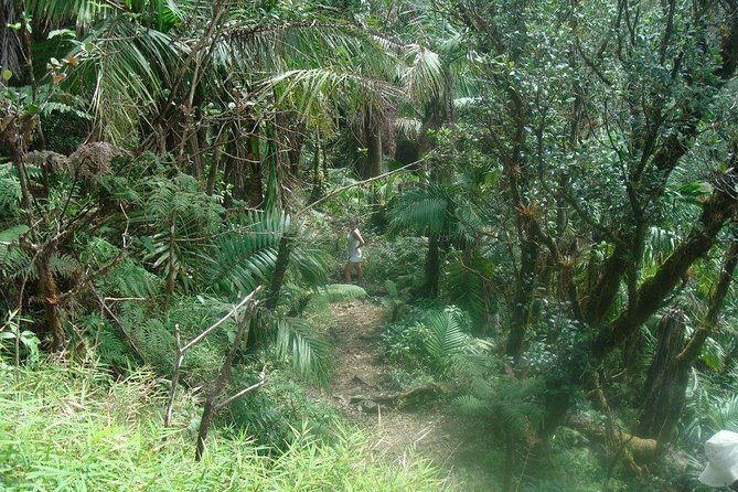 El Yunque Rainforest Full Day Private Tour - Getting to the rainforest from San Juan with comfort and Wi‑Fi