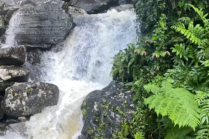 El Yunque Rainforest Hike with Transport from San Juan - Stop 1: the El Yunque rainforest hike (how to enjoy it)
