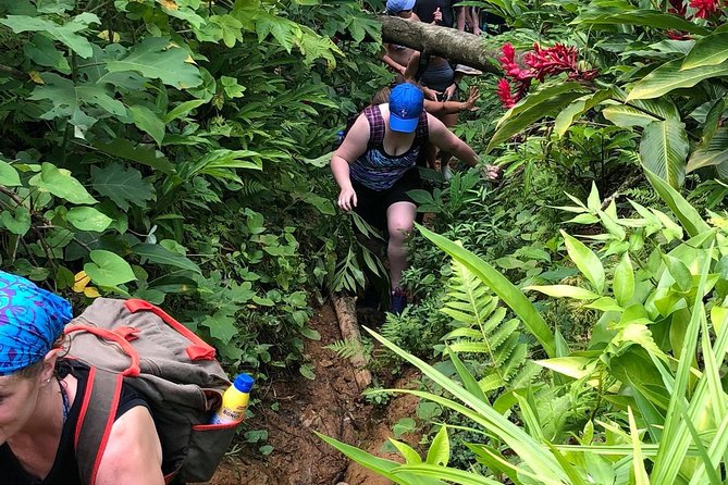 El Yunque Rainforest Tour from Fajardo - What this El Yunque adventure from Fajardo is really like