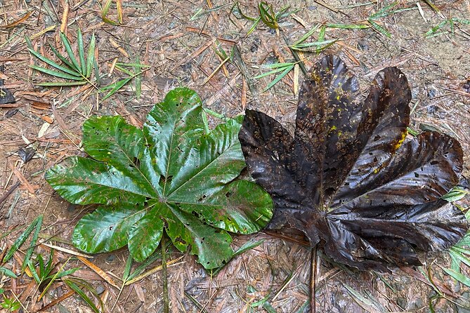 Explore El Yunque: Hiking, Swings & Waterslide (Small Group) - The Hike Part: Slippery Steps and a Guide Who Keeps You Together