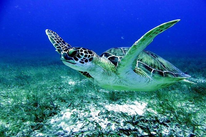Fajardo Afternoon Snorkeling Adventure Tour - Key highlights you’ll actually care about
