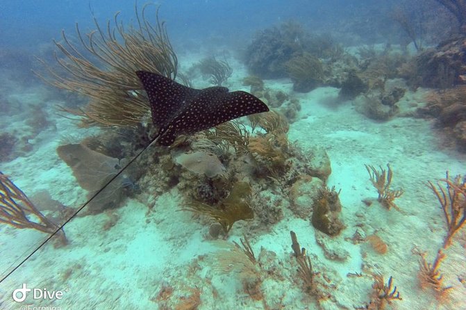 Fajardo Afternoon Snorkeling Adventure Tour - Drinks, snacks, and beach time: the part that makes it feel worth it