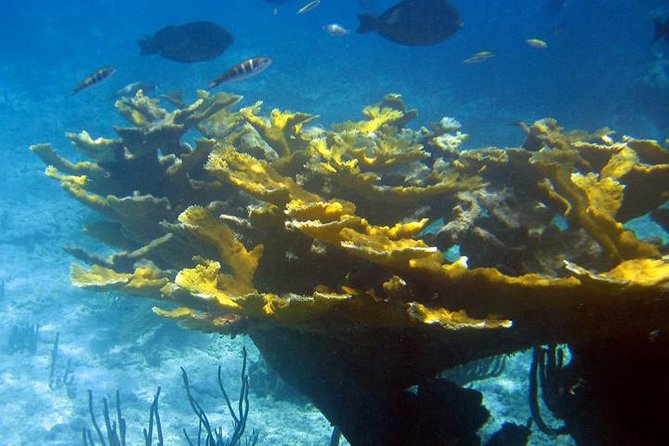 Fajardo Afternoon Snorkeling Adventure Tour - Should you book the Fajardo Afternoon Snorkeling Adventure?
