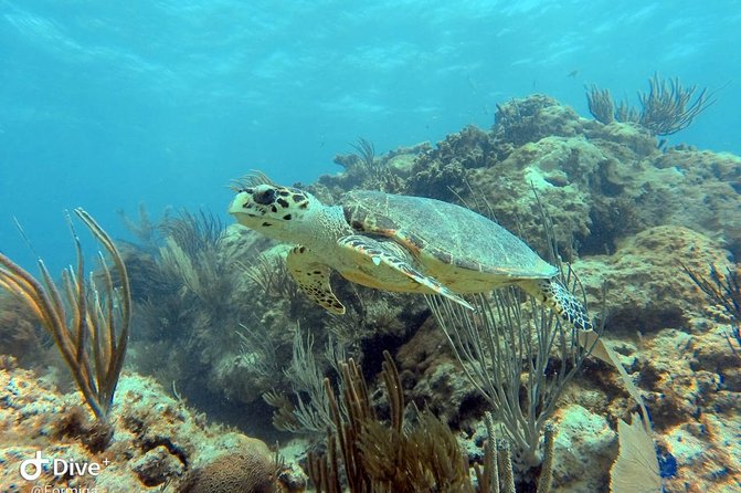 Fajardo Afternoon Snorkeling Adventure Tour - The guide + your first breath: safety and instruction that lowers stress