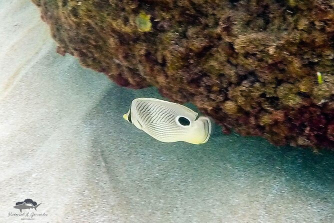 Fajardo, Puerto Rico: Morning Snorkeling Beach Tour - The Big Consideration: Reef Life Isn’t Guaranteed
