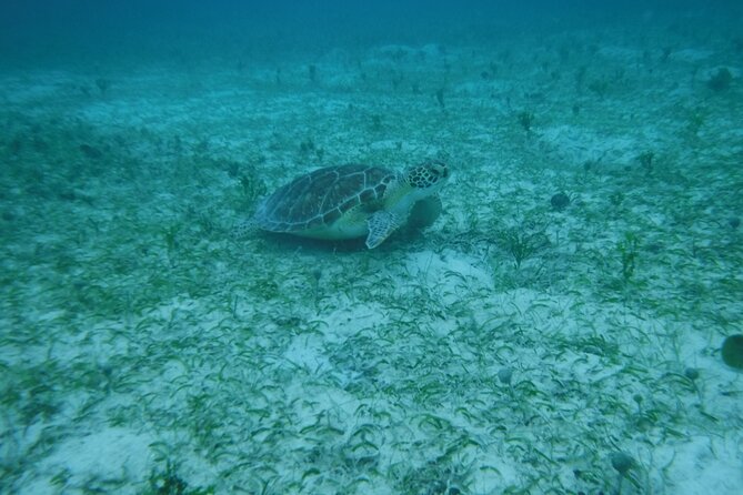 Full Day Charter from Fajardo to Culebra - Snorkeling Time at Playa Tortuga: What to Expect (and How to Get the Most)