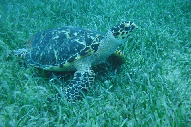 Full Day Charter from Fajardo to Culebra - Tamarindo Beach Setup: Getting Comfortable Between Water and Sand