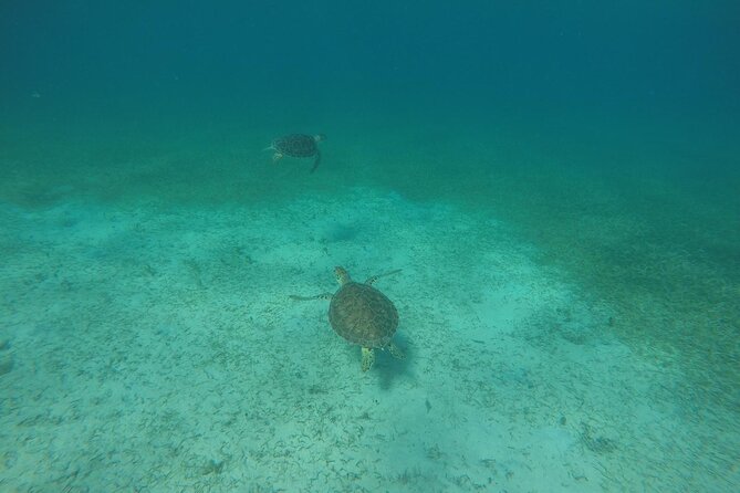 Full Day Charter from Fajardo to Culebra - Lunch and Drinks: The Included BBQ That Actually Feels Like a Treat