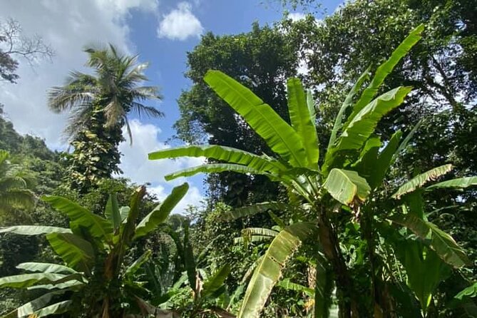 Full Day Eastern Island Tour - El Yunque Rainforest Stop: Coquí Habitat and Rain-Friendly Planning