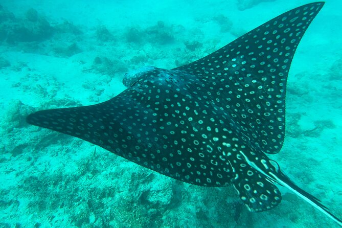 Full-Day Snorkeling Gear Rental in Puerto Rico - Who This Suits Best (and Who Should Think Twice)