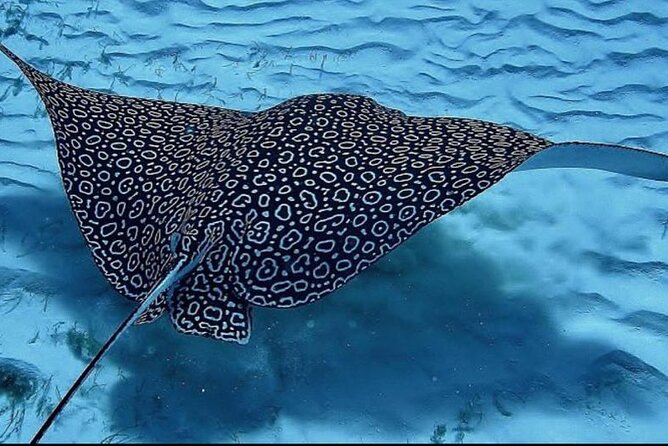 Full-Day Snorkeling Tour to Culebra Island with Lunch - Snorkeling the reef: gear, guidance, and what you can realistically see
