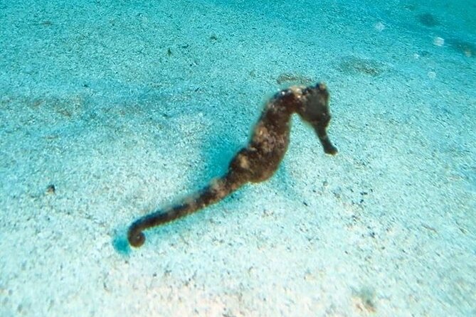 Get SCUBA Certified at San Juan - Meeting Point Reality: Starting at 8:00 am Near Public Transit
