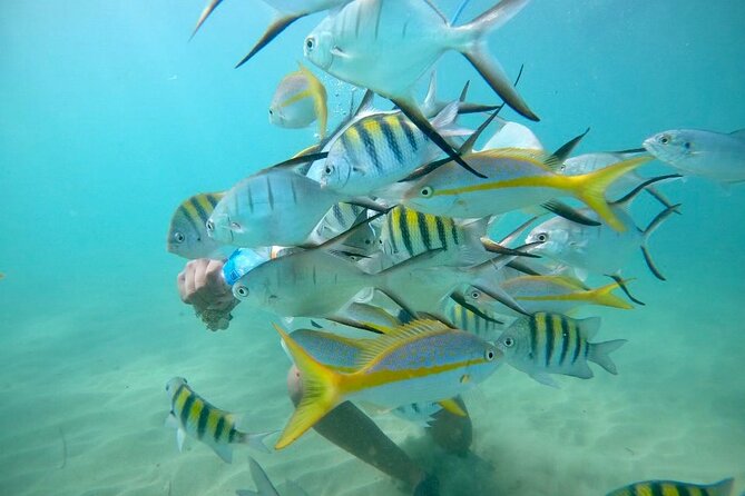 Guided Snorkeling adventure in San Juan - Key things to know before you go