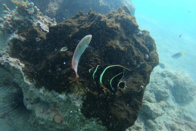 Guided Snorkeling adventure in San Juan - Caribe Hilton beach snorkeling: a simple plan with real marine life
